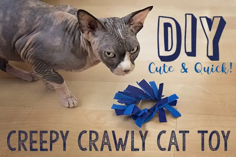 DIY: Cute & Quick Creepy Crawly Cat Toy