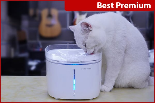 cute cat water fountain