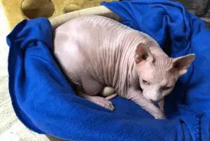 Naked Cat Sat on an Egg for Two Months Until it Hatched!