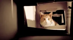 Man Builds an Elaborate Cardboard Castle to Make Up With His Cat