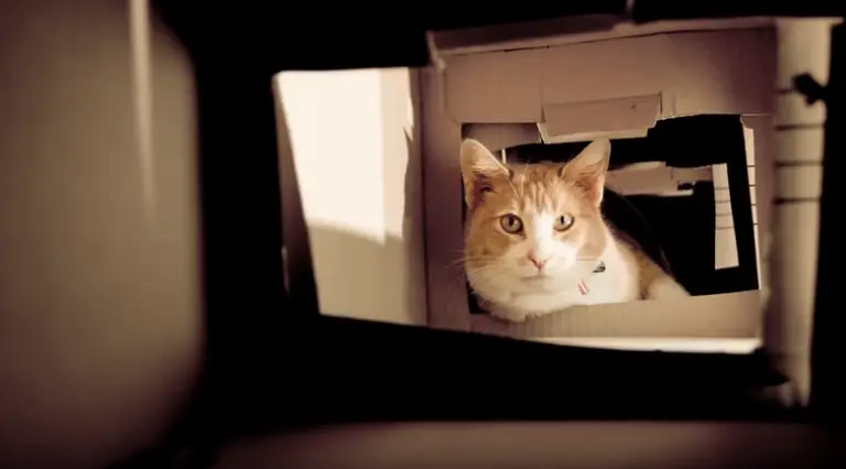 Man Builds an Elaborate Cardboard Castle to Make Up With His Cat
