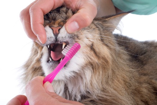 keeping your cats teeth and nails in good health can prevent expensive vet visits later in life
