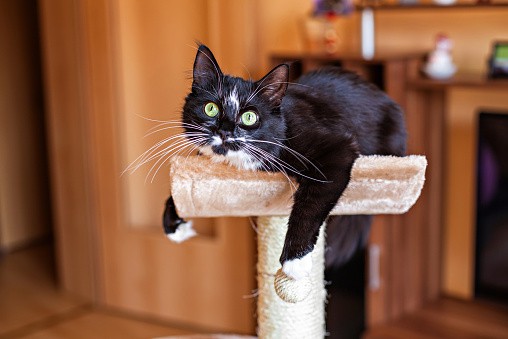 cat scratchers and towers are great for exercise