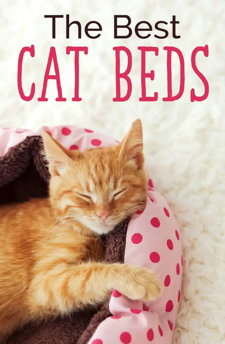 cat beds pin
