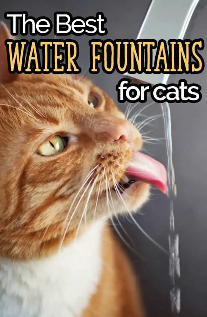 Best pet clearance water fountain 2018