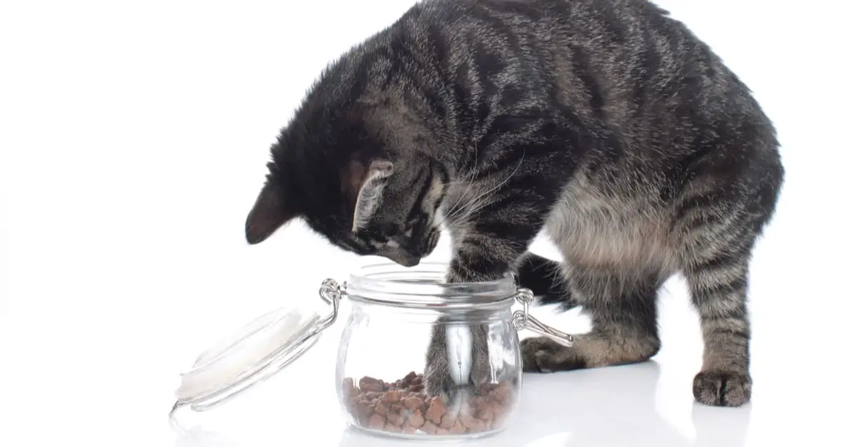 Cat Treat Recipes