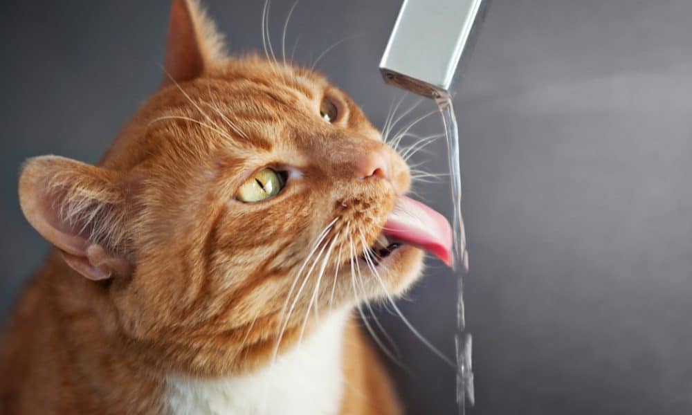 self cleaning cat water fountain