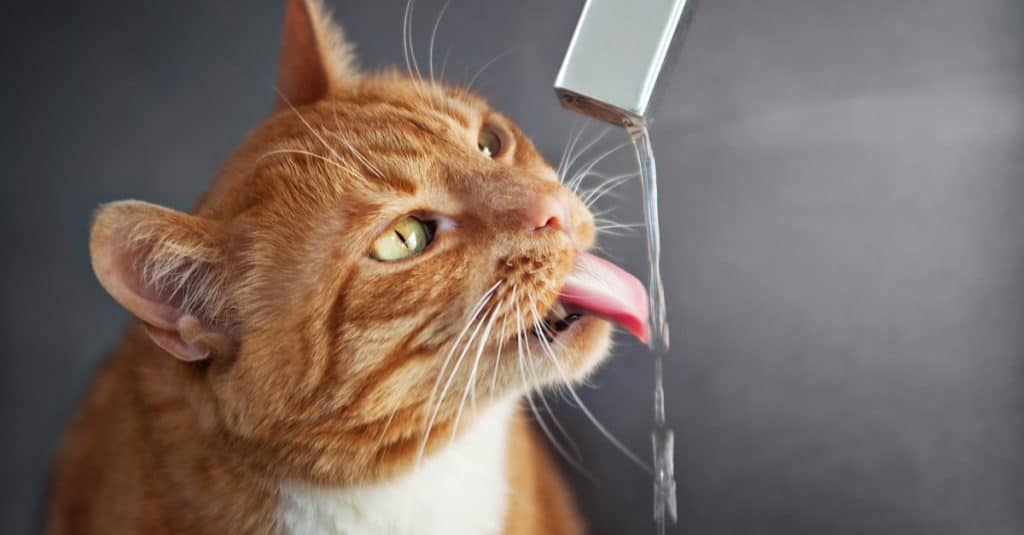 waterfall fountain for cats