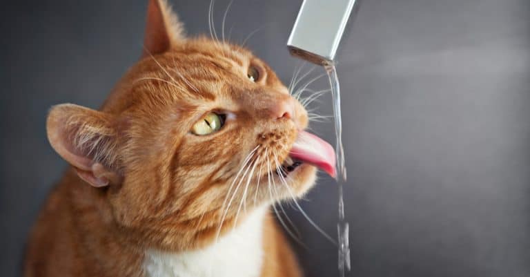 The Best Water Fountains for Cats