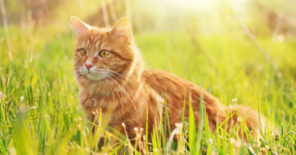 New Zealand Village Proposes Banning All Cats - The Catington Post