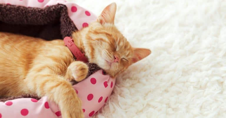 The Best Cat Beds