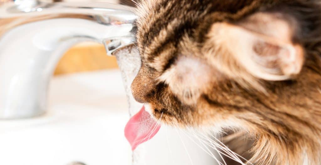 water fountain for cats