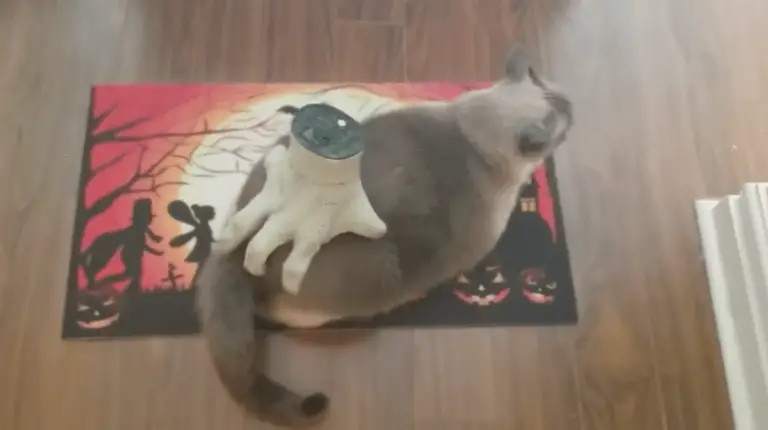 VIDEO: Cat Gets a Back Massage from a Severed Hand