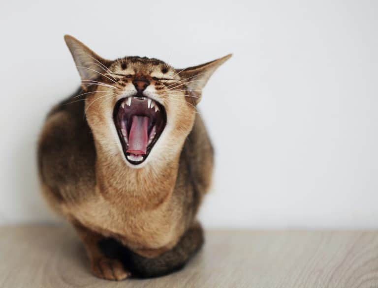 5 Cat Myths…Debunked!