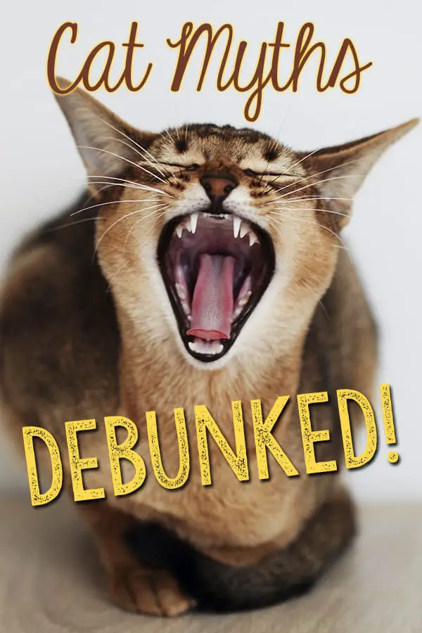 5 Cat Myths...Debunked! The Catington Post