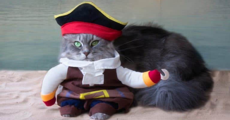 Yarrrrr! It’s ‘Talk Like a Pirate Day’: What’s Your Cat’s Pirate Name?