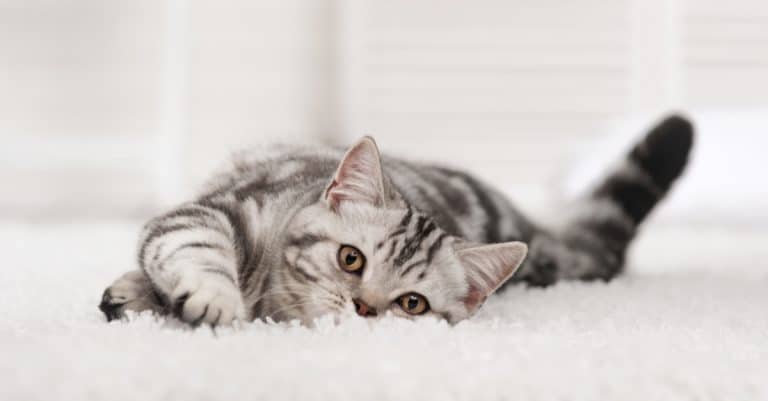 Common Household Chemical Linked to Hyperthyroidism in Cats