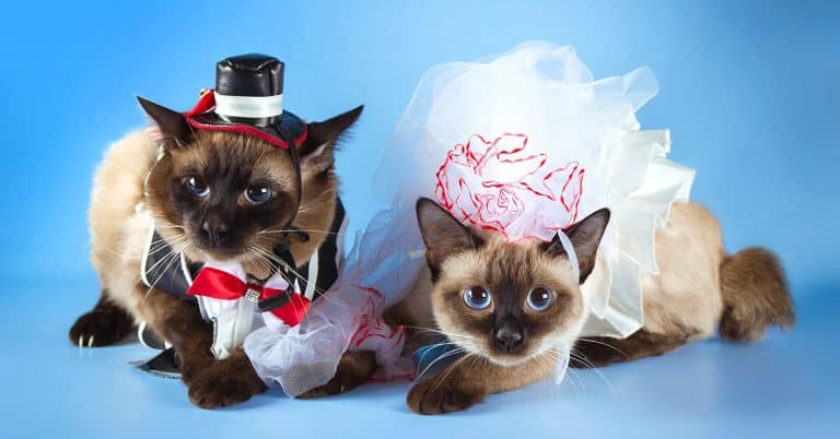5 Themed Costume Ideas for Your Cat