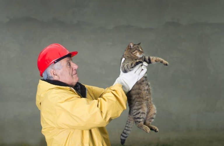 How to Prepare and Protect Your Pets During an Earthquake