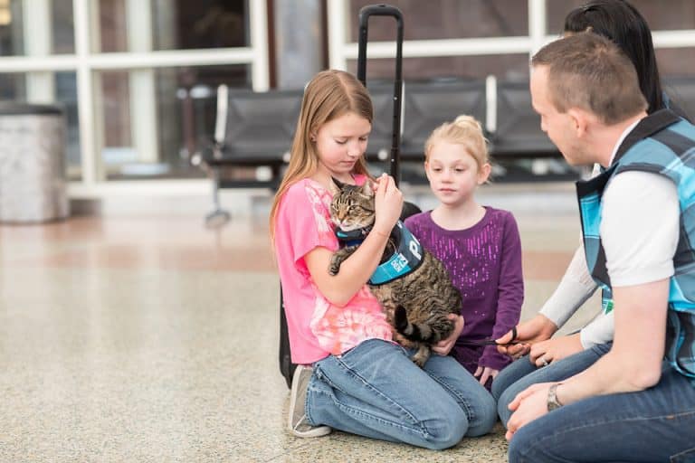 Denver Airport Has Its Very Own Therapy Cat!