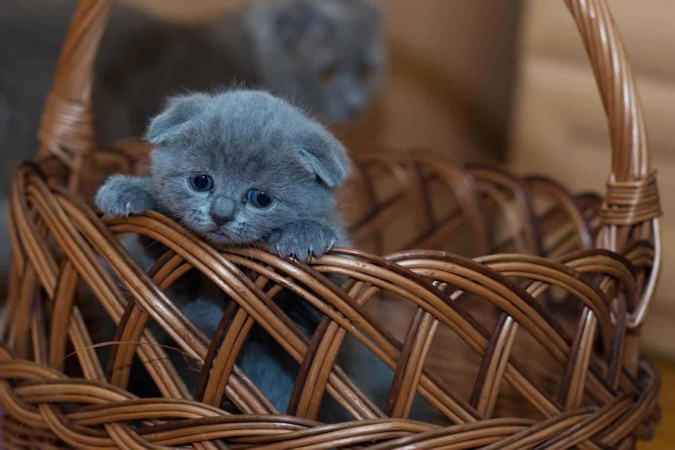 adorable-animal-basket-127027