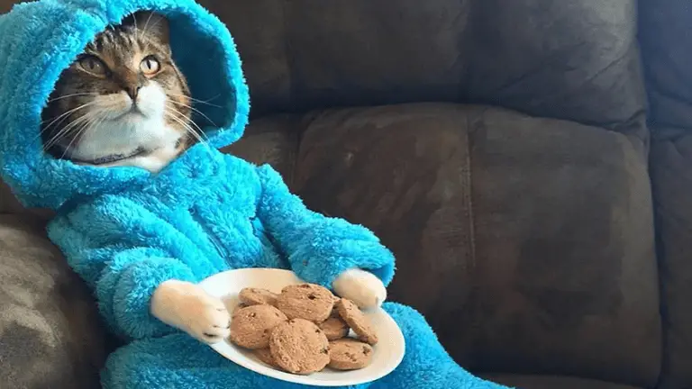 U.S. Embassy Accidentally Invited People to a Cat Pajama Party