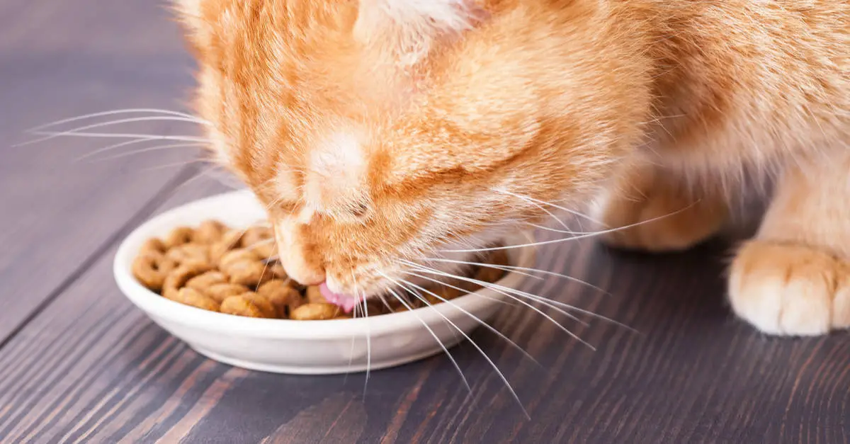 What Do Cats Eat In The Wild, And Should You Feed A Similar Diet?