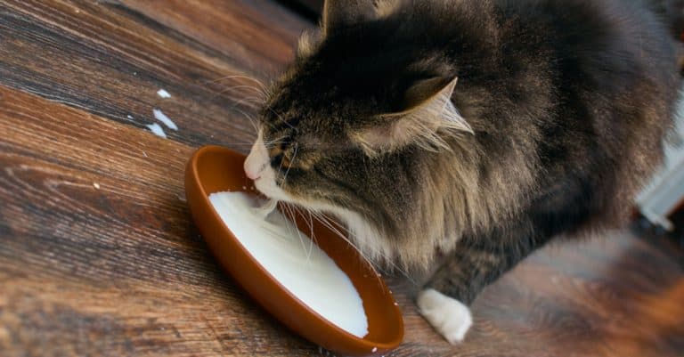 What Do Cats Eat In The Wild, And Should You Feed A Similar Diet?