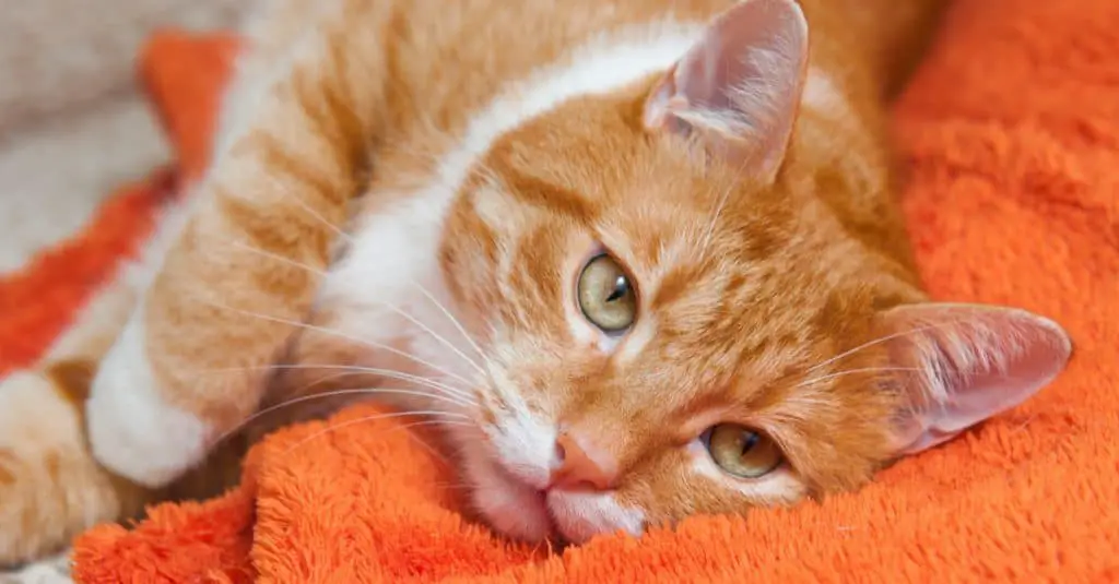 A Surprising List of The Most Common Toxins for Cats