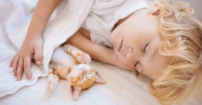 How to Introduce Your New Kitten to Your Child