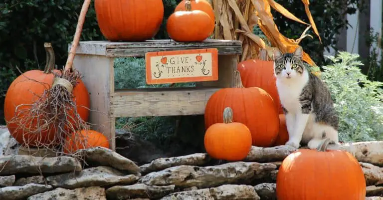 Halloween Yard Art for Cat Lovers