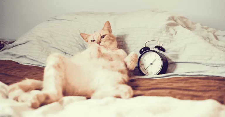 Fall Back! Does Daylight Savings Time Affect Cats?