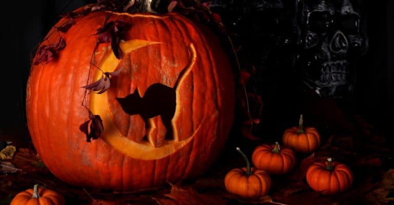 Carve a Halloween Pumpkin Cat!