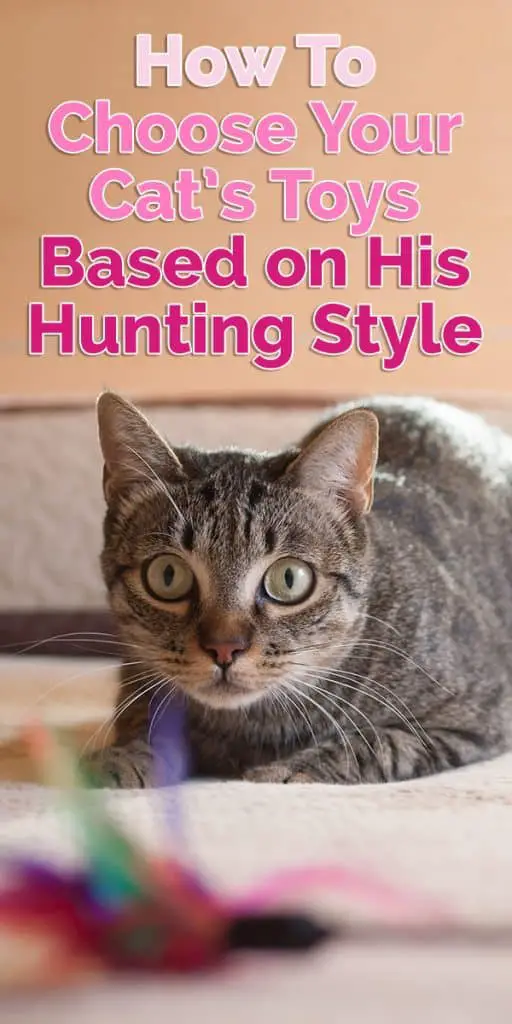 Best cat shop toys for hunters