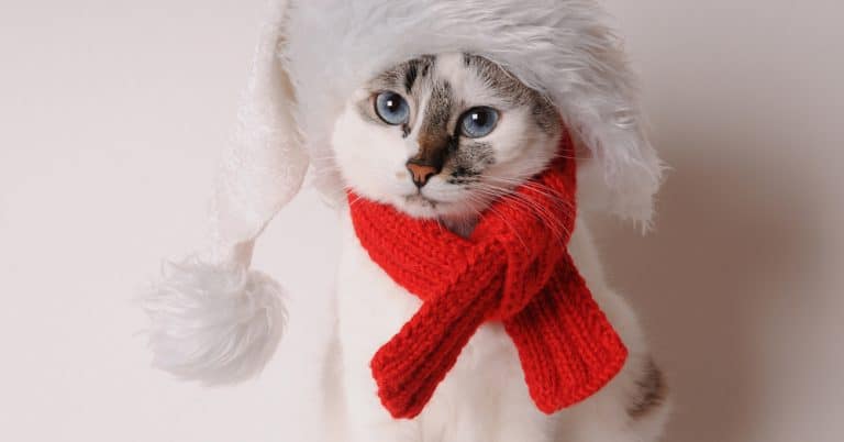 5 Adorable Ways to Dress your Cat for the Holidays
