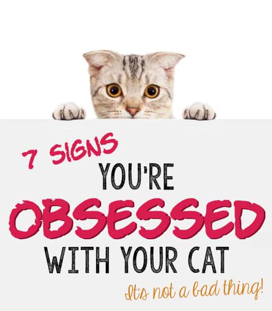 7 Signs You're Obsessed With Your Cat The Catington Post