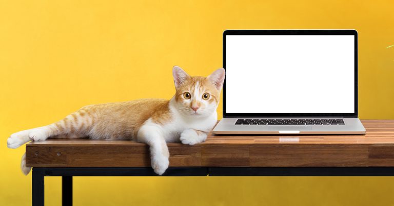 Just Purrfect! Office Supplies for Cat Lovers