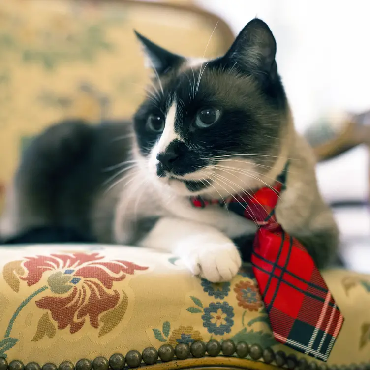 cat wearing a tie
