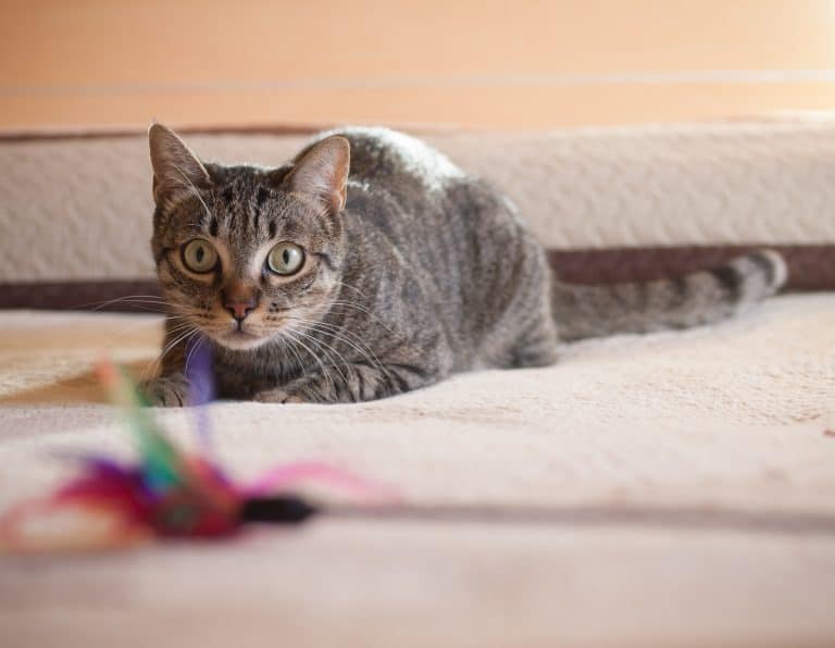 How To Choose Your Cats’ Toys Based on Their Hunting Style