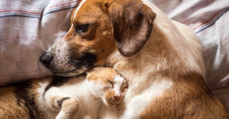 How Shelters Test a Dog for Cat-Friendliness