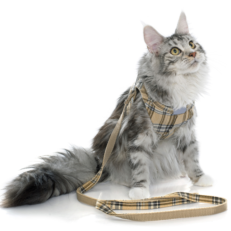 cat in a fancy harness