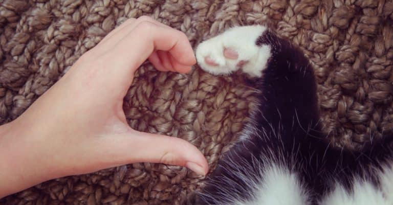 7 Signs You’re Obsessed With Your Cat