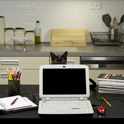 cat office supplies