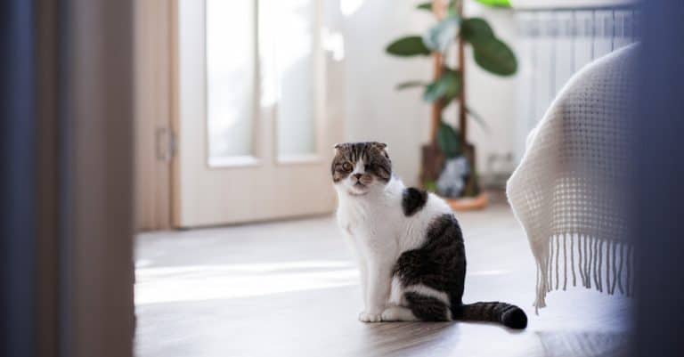 The Best Pet Cameras for Cat Owners