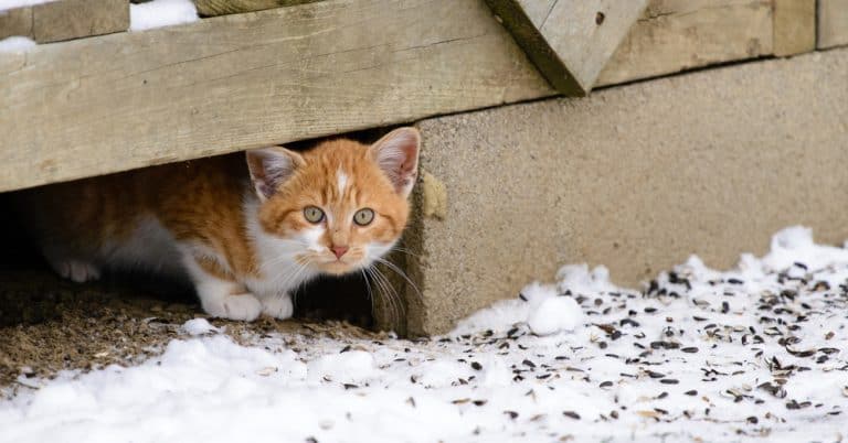 5 Ways You Can Help Homeless Cats in Cold Weather
