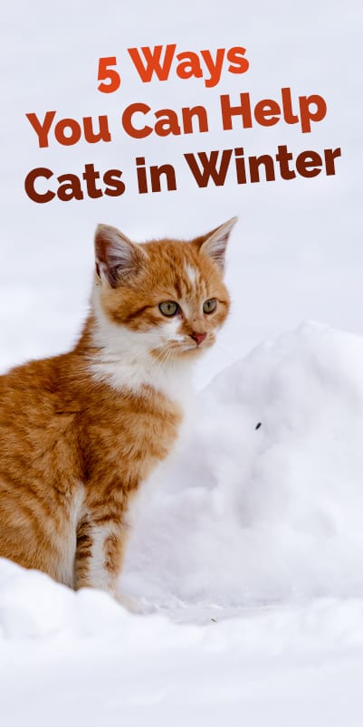 cats in winter pinterest