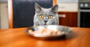 4 Holiday Foods You Can Share With Your Cat