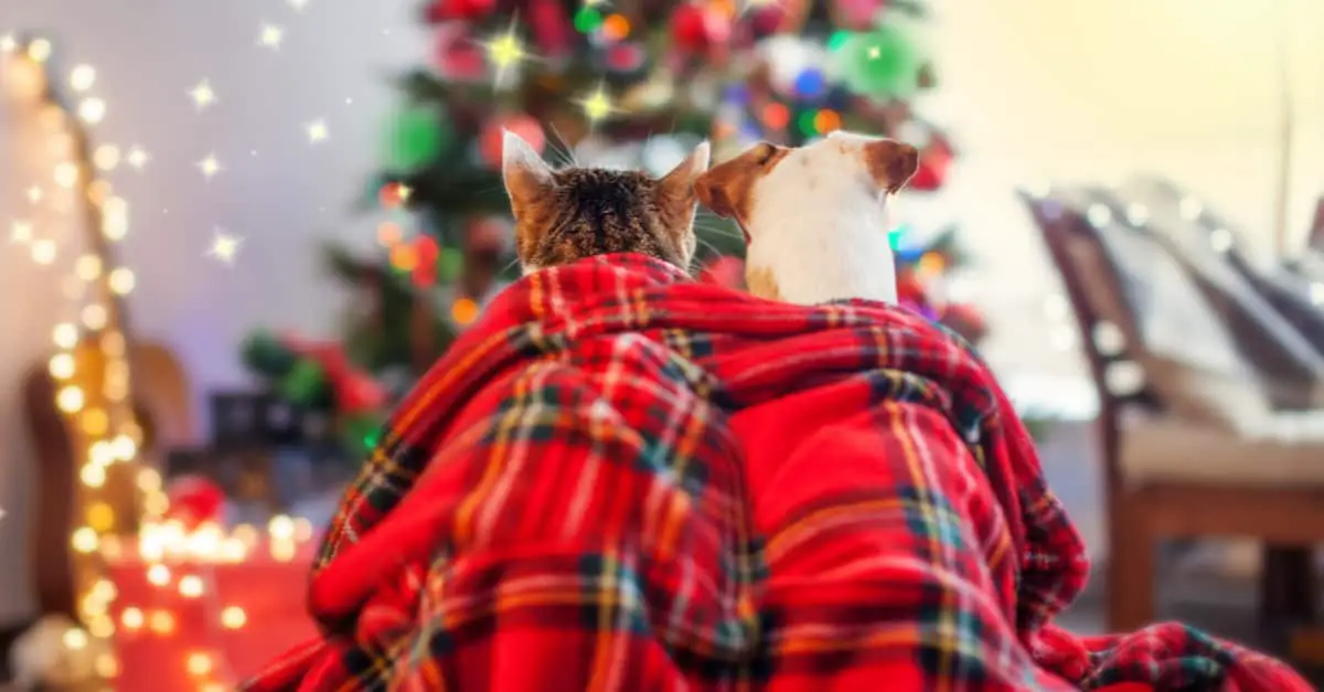 dog and cat christmas