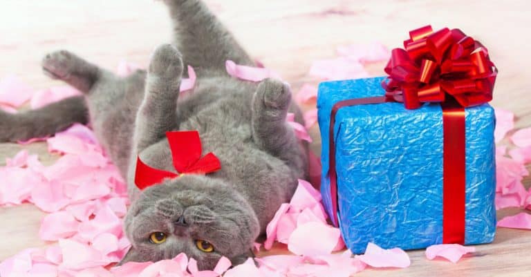 Gifts for the Cat Lover Who Has Everything