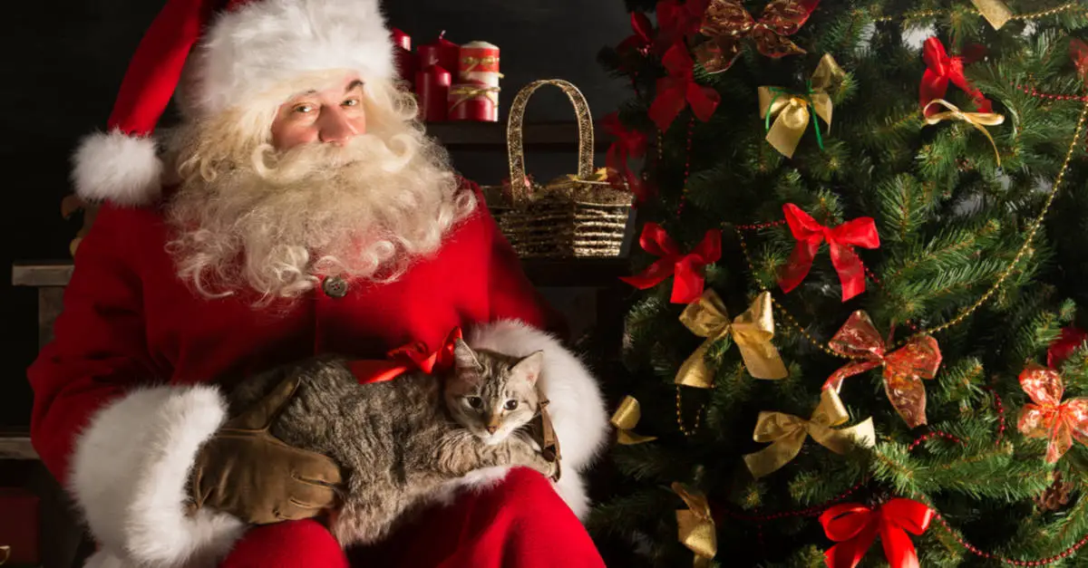 cat with santa